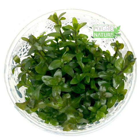 HygroNature Bacopa Caroliniana Tissue Culture Cup