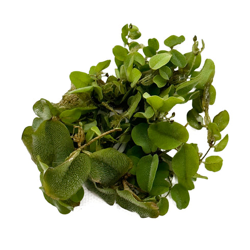 Salvinia Minima /Cat's Tongue Portion