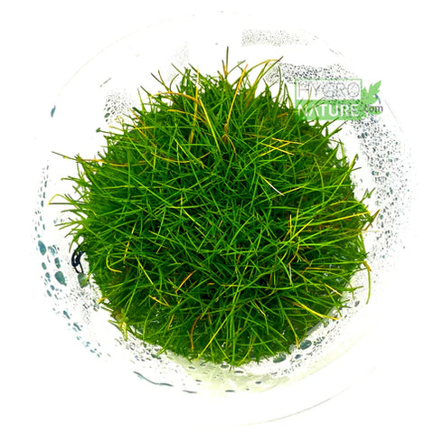 HygroNature Eleocharis Pusilla Tissue Culture Cup