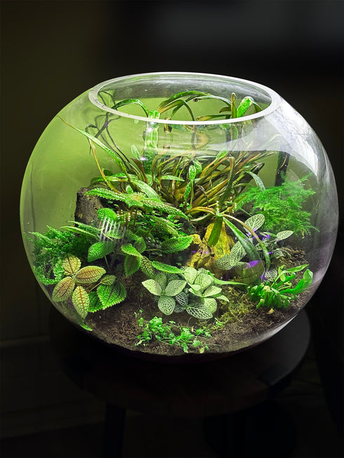 SR Aquaristik Glass Bowls