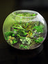 SR Aquaristik Glass Bowls