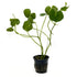 Brazilian Pennywort / Hydrocotyle Leucocephala Potted Plant