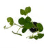 Brazilian Pennywort / Hydrocotyle Leucocephala Potted Plant