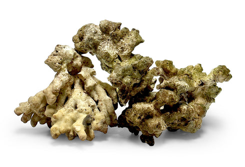 Jakarta Reef Rock (from Live Rock that has been harvested from the ocean) Sold per Pound