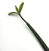 Rhizophora Mangle / Red Mangrove Pods - Single Pod