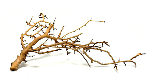 SR Aquaristik Fan Wood