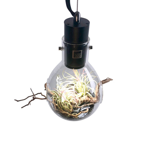 SR Aquaristik Hanging Luminarium Terrarium