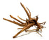 SR Aquaristik Weathered Spider Wood