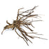 SR Aquaristik Pine Spider Wood / Tiger Wood