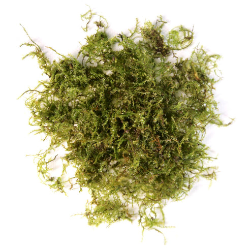 Weeping Moss 'Vesicularia Ferriei' Portion